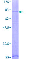SDS-PAGE - Recombinant Human GABA A Receptor alpha 1 protein (GST tag N-Terminus) (AB131966)