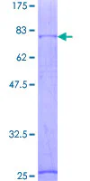 SDS-PAGE - Recombinant Human GABA A Receptor alpha 1 protein (GST tag N-Terminus) (AB131966)