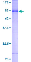Recombinant Human GABA A Receptor alpha 3/GABRA3 protein