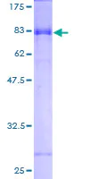 SDS-PAGE - Recombinant Human GABA A Receptor alpha 3/GABRA3 protein (AB152409)