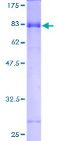 SDS-PAGE - Recombinant Human GABA A Receptor alpha 3/GABRA3 protein (GST tag N-Terminus) (AB152409)