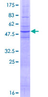 SDS-PAGE - Recombinant Human GABA Transporter 3 / GAT 3 protein (GST tag N-Terminus) (AB152685)