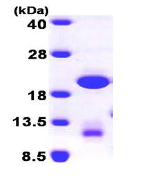 SDS-PAGE - Recombinant Human GABARAPL1 protein (AB101641)