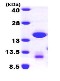 SDS-PAGE - Recombinant Human GABARAPL1 protein (His tag N-Terminus) (AB101641)