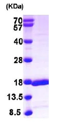 SDS-PAGE - Recombinant Human GABARAPL2/GATE-16 protein (His tag N-Terminus) (AB103055)