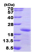 SDS-PAGE - Recombinant Human GADD45A protein (His tag C-Terminus) (AB95348)