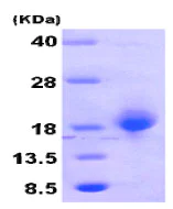 SDS-PAGE - Recombinant Human GADD45B protein (AB79246)