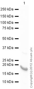 Western blot - Recombinant Human GADD45B protein (AB79246)