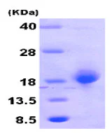 SDS-PAGE - Recombinant Human GADD45B protein (Tag Free) (AB79246)