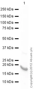 Western blot - Recombinant Human GADD45B protein (Tag Free) (AB79246)