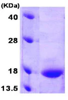 SDS-PAGE - Recombinant Human GADD45G/CR6 protein (AB79245)