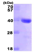 SDS-PAGE - Recombinant Human GAL4 protein (AB89234)