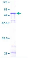 SDS-PAGE - Recombinant Human Galactosidase alpha protein (GST tag N-Terminus) (AB114549)