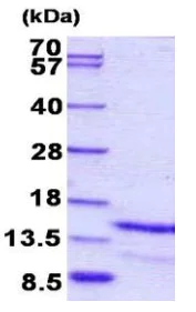 SDS-PAGE - Recombinant Human Galanin protein (AB156977)