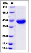 SDS-PAGE - Recombinant Human Galanin protein (Fc Chimera) (AB276390), expandable thumbnail