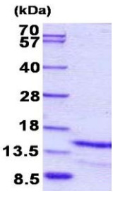 SDS-PAGE - Recombinant Human Galanin protein (His tag N-Terminus) (AB156977)