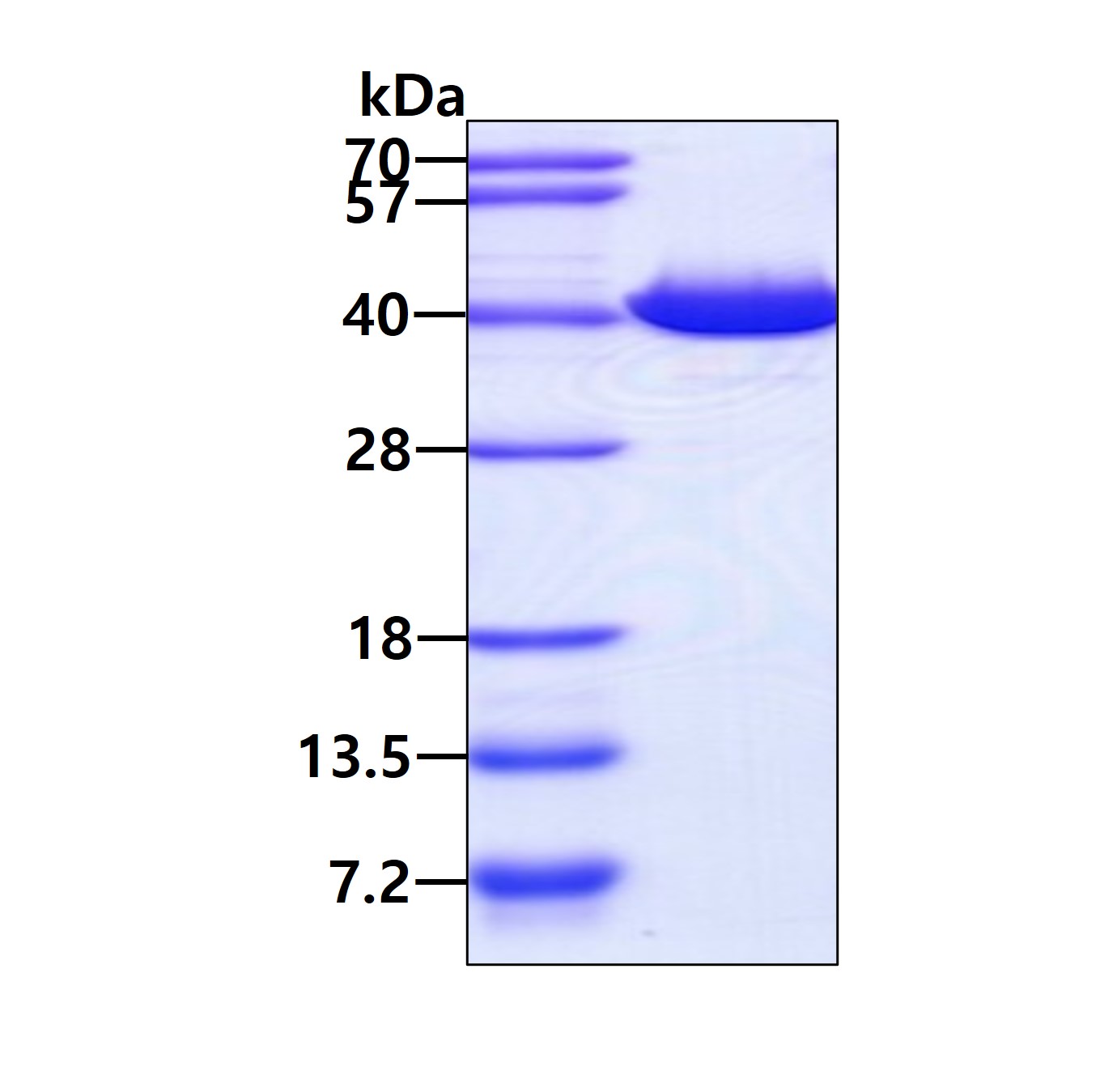 SDS-PAGE - Recombinant Human GALE protein (His tag N-Terminus) (AB96767)
