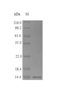SDS-PAGE - Recombinant human Galectin 1 protein (Active) (AB243279)