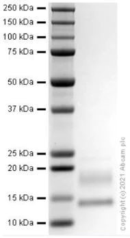 SDS-PAGE - Recombinant Human Galectin 1 protein (Not Active) (AB280338)