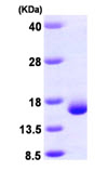 SDS-PAGE - Recombinant Human Galectin 2 protein (AB99239), expandable thumbnail