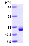 SDS-PAGE - Recombinant Human Galectin 2 protein (His tag N-Terminus) (AB99239)