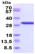 SDS-PAGE - Recombinant human Galectin 3 protein (Active) (His tag N-Terminus) (AB89487)