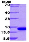 Recombinant Human galectin 9/Gal-9 protein