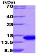 SDS-PAGE - Recombinant Human galectin 9/Gal-9 protein (His tag N-Terminus) (AB93649)