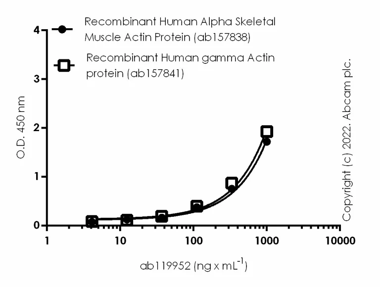 ELISA - Recombinant Human gamma Actin protein (GST tag N-Terminus) (AB157841)