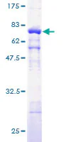 SDS-PAGE - Recombinant Human gamma Actin protein (GST tag N-Terminus) (AB157841)