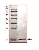 SDS-PAGE - Recombinant Human gamma Synuclein/SNCG protein (AB169723)