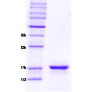 SDS-PAGE - Recombinant Human gamma Synuclein/SNCG protein (AB48712)