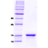 SDS-PAGE - Recombinant Human gamma Synuclein/SNCG protein (Tag Free) (AB48712)