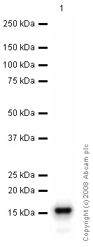 Western blot - Recombinant Human gamma Synuclein/SNCG protein (Tag Free) (AB48712)