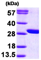SDS-PAGE - Recombinant Human GAMT protein (AB89360)