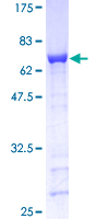 Recombinant Human GAP43 protein