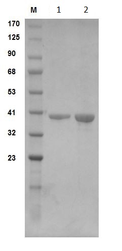 SDS-PAGE - Recombinant human GAPDH protein (Active) (AB291253), expandable thumbnail