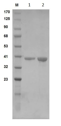 SDS-PAGE - Recombinant human GAPDH protein (Active) (AB291253)