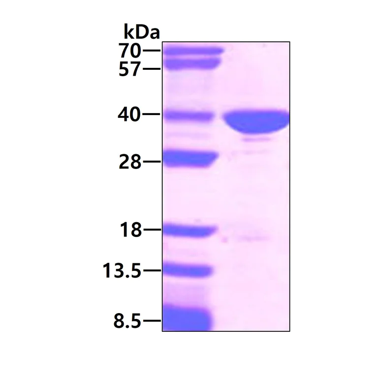 SDS-PAGE - Recombinant Human GAPDH protein (Tag Free) (AB77109)