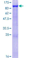 SDS-PAGE - Recombinant Human GAS 6 protein (AB131810)
