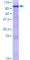 SDS-PAGE - Recombinant Human GAS 6 protein (GST tag N-Terminus) (AB131810)