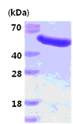SDS-PAGE - Recombinant Human GAS-7 protein (AB84332), expandable thumbnail