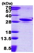 SDS-PAGE - Recombinant Human GAS41 protein (AB116188), expandable thumbnail
