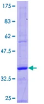 SDS-PAGE - Recombinant Human Gastrin protein (GST tag N-Terminus) (AB131754)