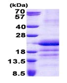 SDS-PAGE - Recombinant Human GATC protein (His tag N-Terminus) (AB167898)