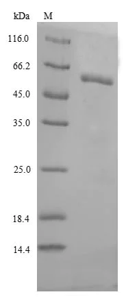 SDS-PAGE - Recombinant Human GBA protein (AB235716)