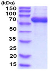 SDS-PAGE - Recombinant Human GBA protein (His tag) (AB206807), expandable thumbnail