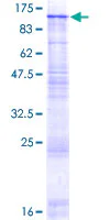SDS-PAGE - Recombinant Human GBA2 protein (GST tag N-Terminus) (AB163631)