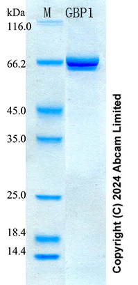 SDS-PAGE - Recombinant Human GBP1 Protein Standard (His tag) (AB322286)
