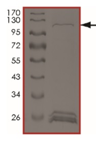 Recombinant Human GC-F protein
